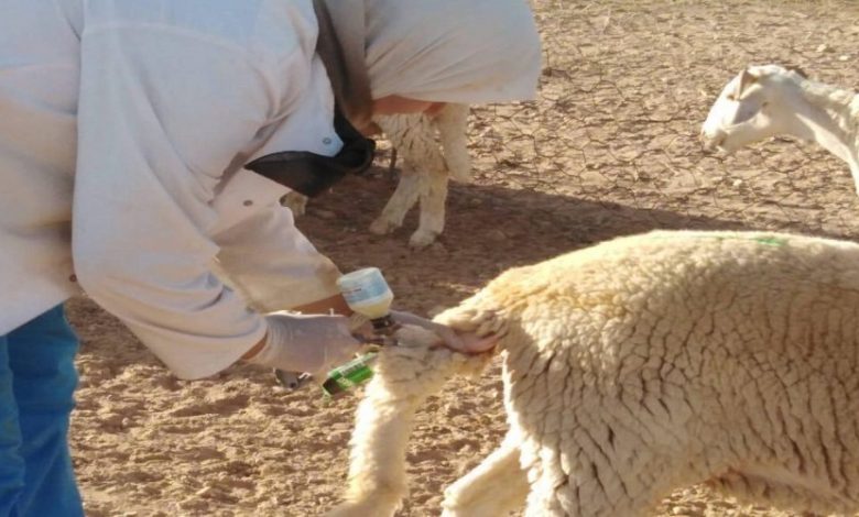 أم البواقي.. تلقيح أزيد من 244 ألف رأس غنم و ماعز ضد مرض طاعون المجترات الصغيرة
