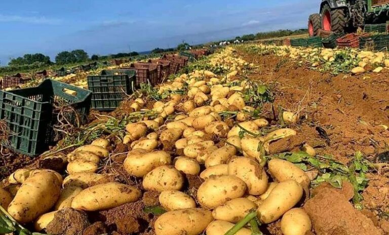 الوادي.. توقع إنتاج أزيد 10.5 مليون قنطار من البطاطس غير الموسمية